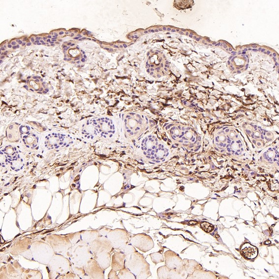 Lysozyme C Ab