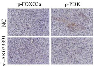 p-FOXO3A (S253) Ab