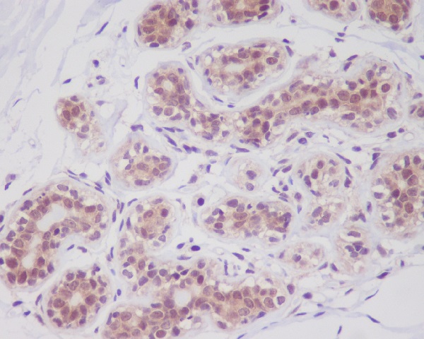 Src substrate cortactin Ab