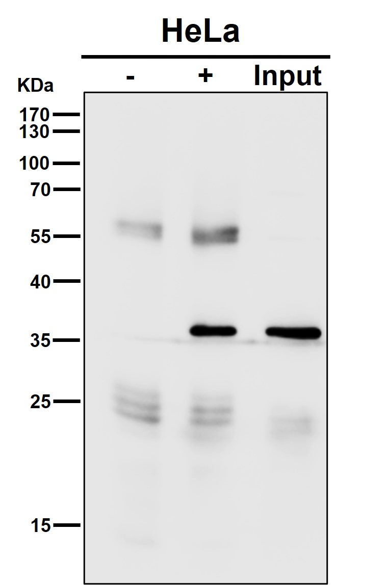 PCNA Ab