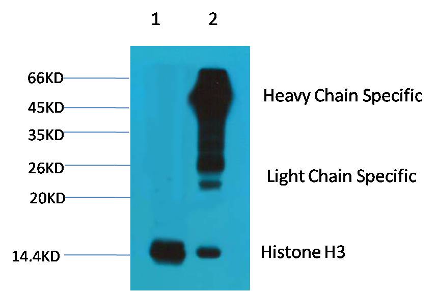 Histone H3.1 Ab