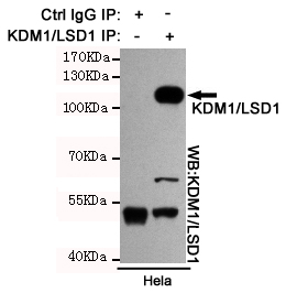 KDM1 Ab