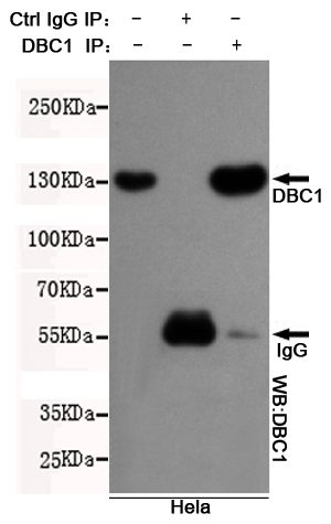 CCAR2 Ab