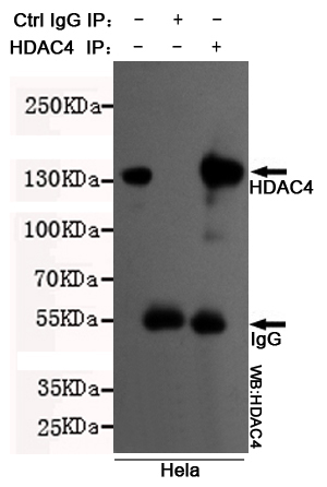 HDAC4 Ab