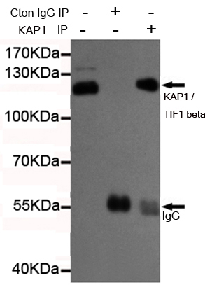 TIF1 beta Ab