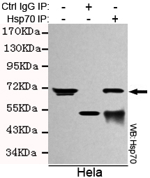 Hsp70 Ab