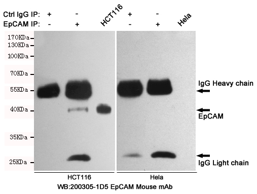 EpCAM Ab