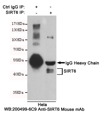 SIRT6 Ab