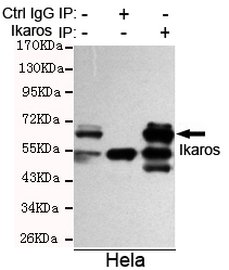 Ikaros Ab