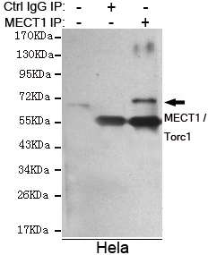 CRTC1 Ab