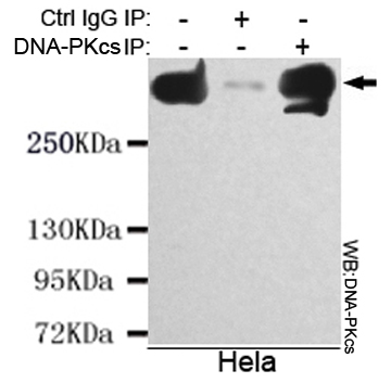 DNA PKcs Ab