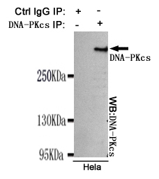 DNA PKcs Ab