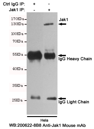 JAK1 Ab