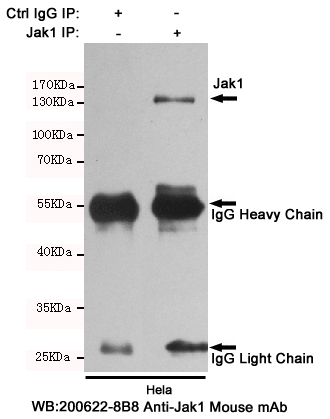 JAK1 Ab