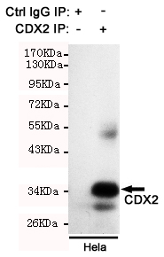 CDX2 Ab