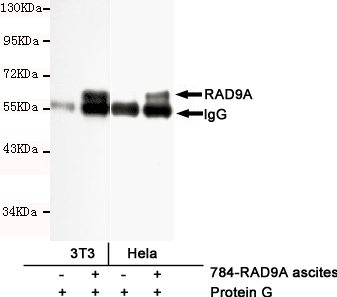 RAD9A Ab