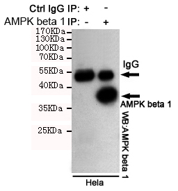 AMPK beta 1 Ab