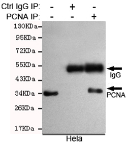 PCNA Ab