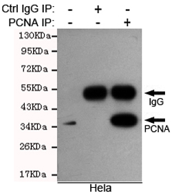 PCNA Ab