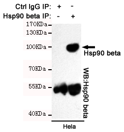 Hsp90 beta Ab