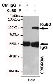 Ku80 Ab