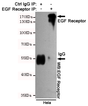 EGFR Ab