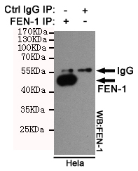 FEN1 Ab