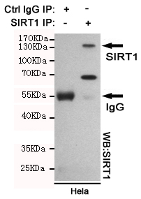 SIRT1 Ab