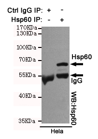 Hsp60 Ab