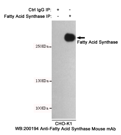 Fatty acid synthase Ab