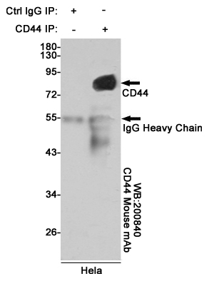 CD44 Ab