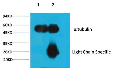 alpha 1B Tubulin Ab