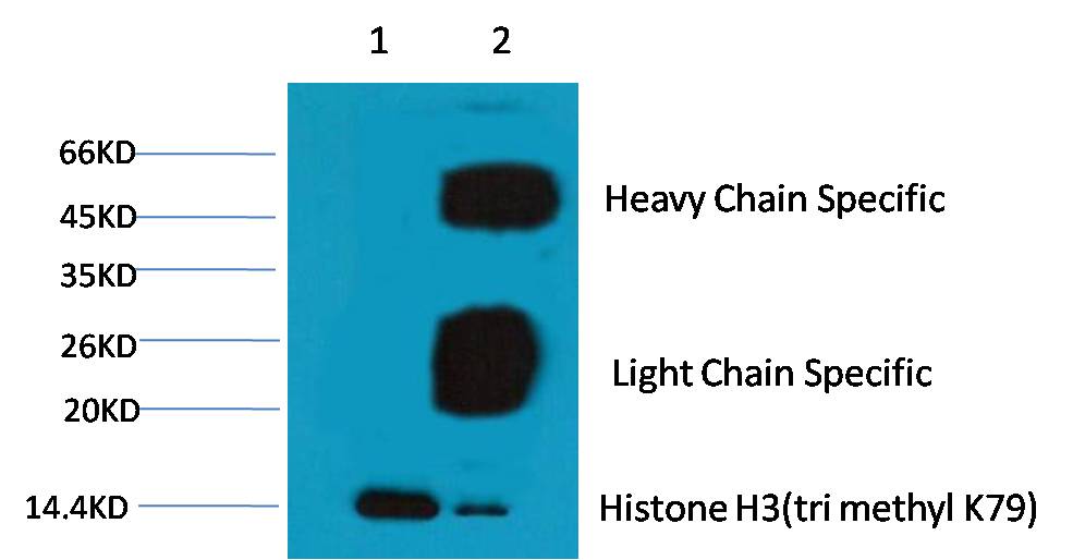 TriMethyl-Histone H3 (K80) Ab