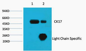 Cytokeratin 17 Ab