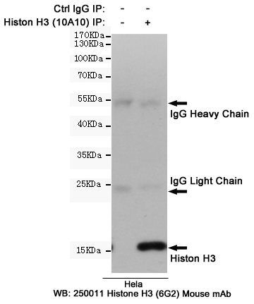 Histone H3 Ab