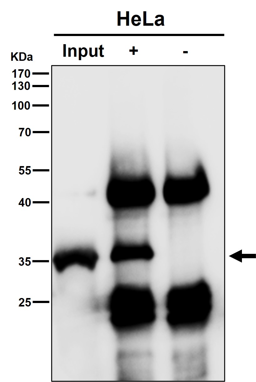 Caspase 3 Ab