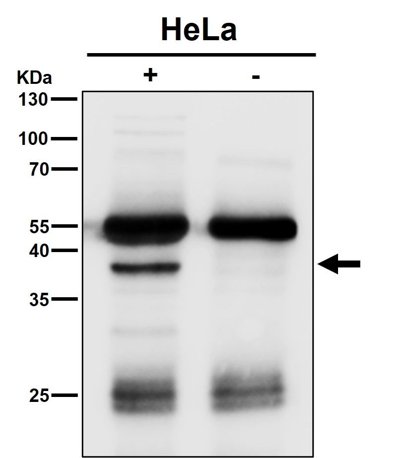 MCL1 Ab