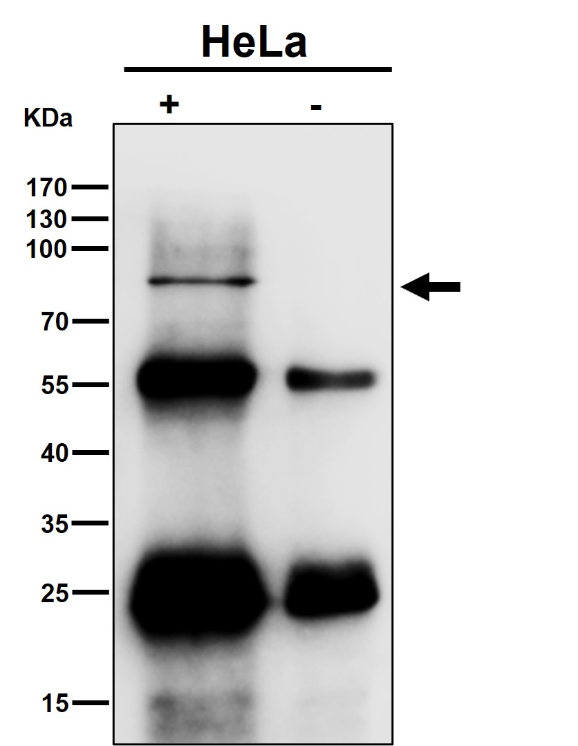 Cleaved-PARP 1 (D214) Ab