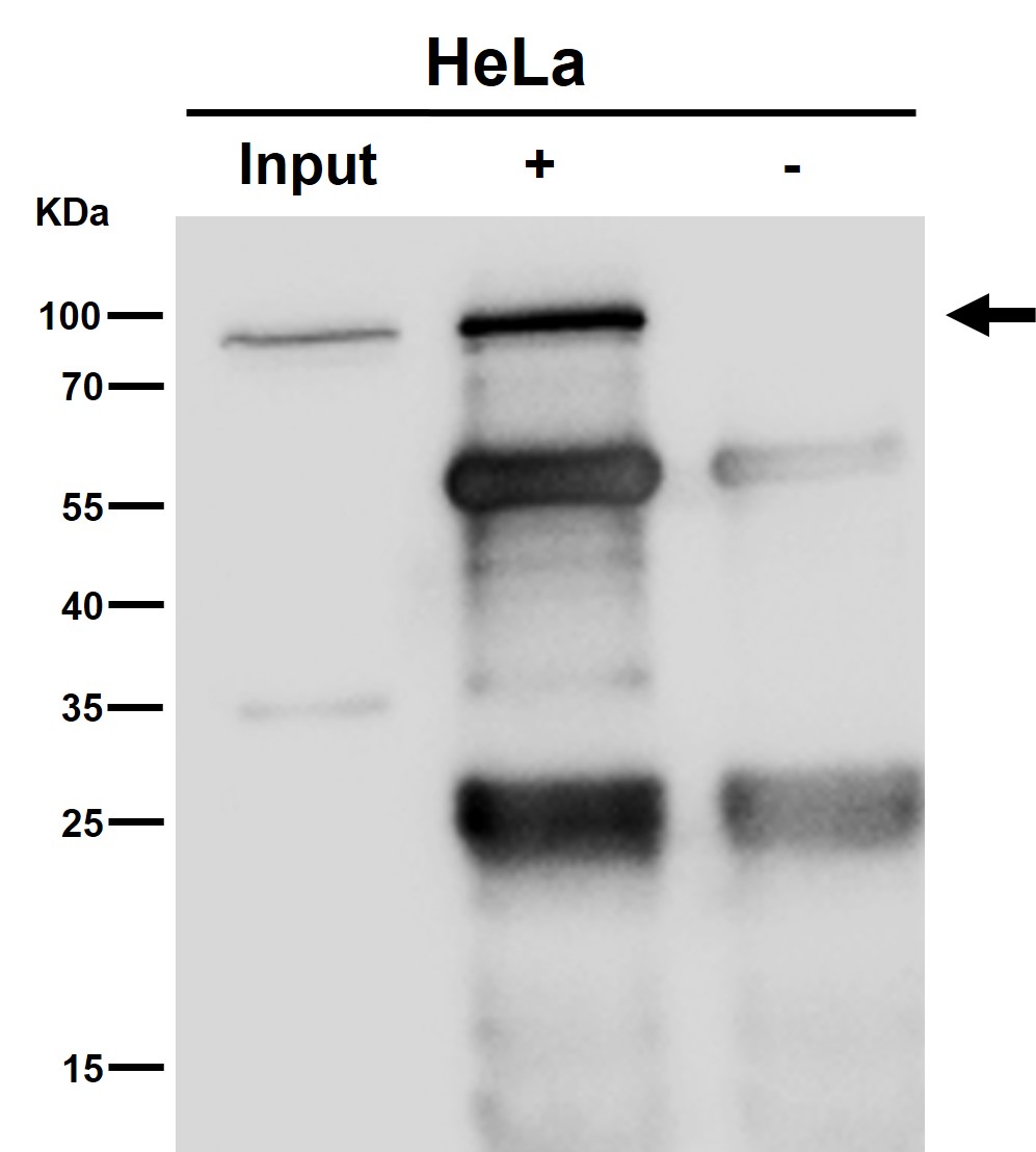 p-STAT3 (S727) Ab