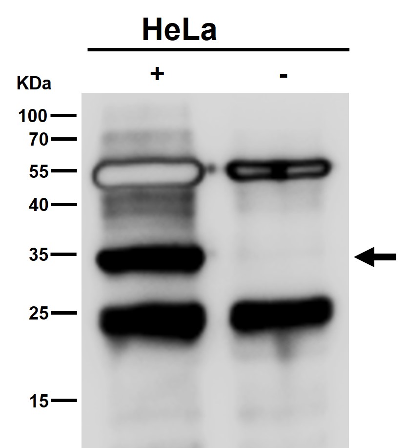 p-CDK1/2 (T14) Ab