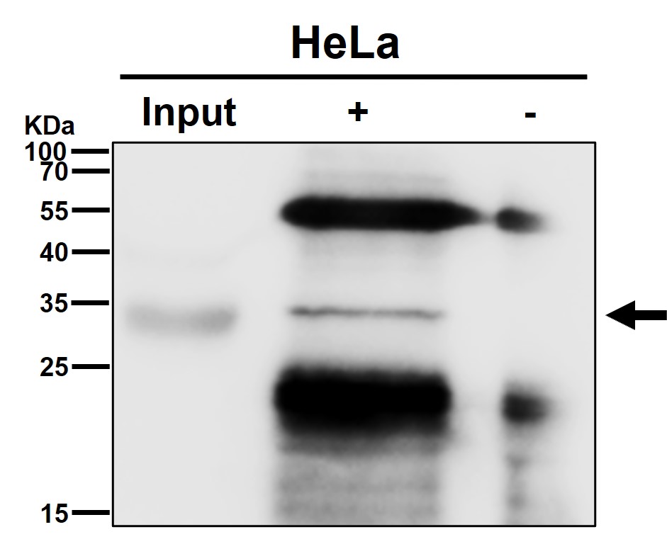 Cleaved-Caspase 3 p17 Ab