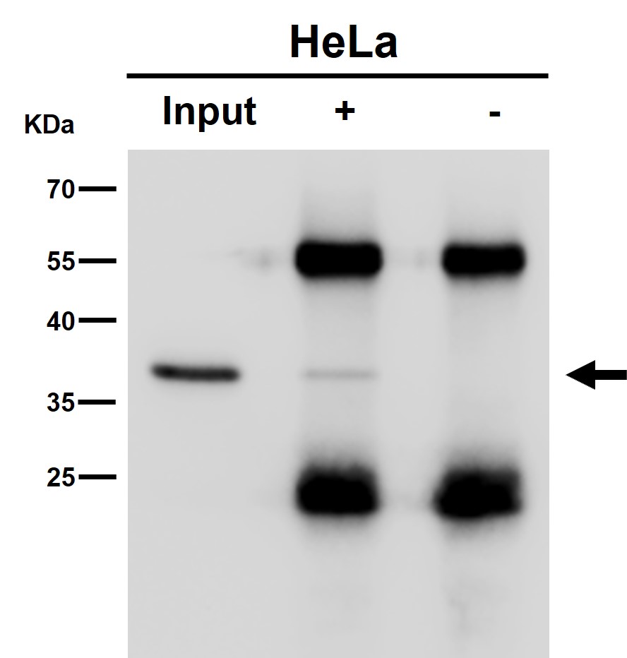 HTRA2 Ab