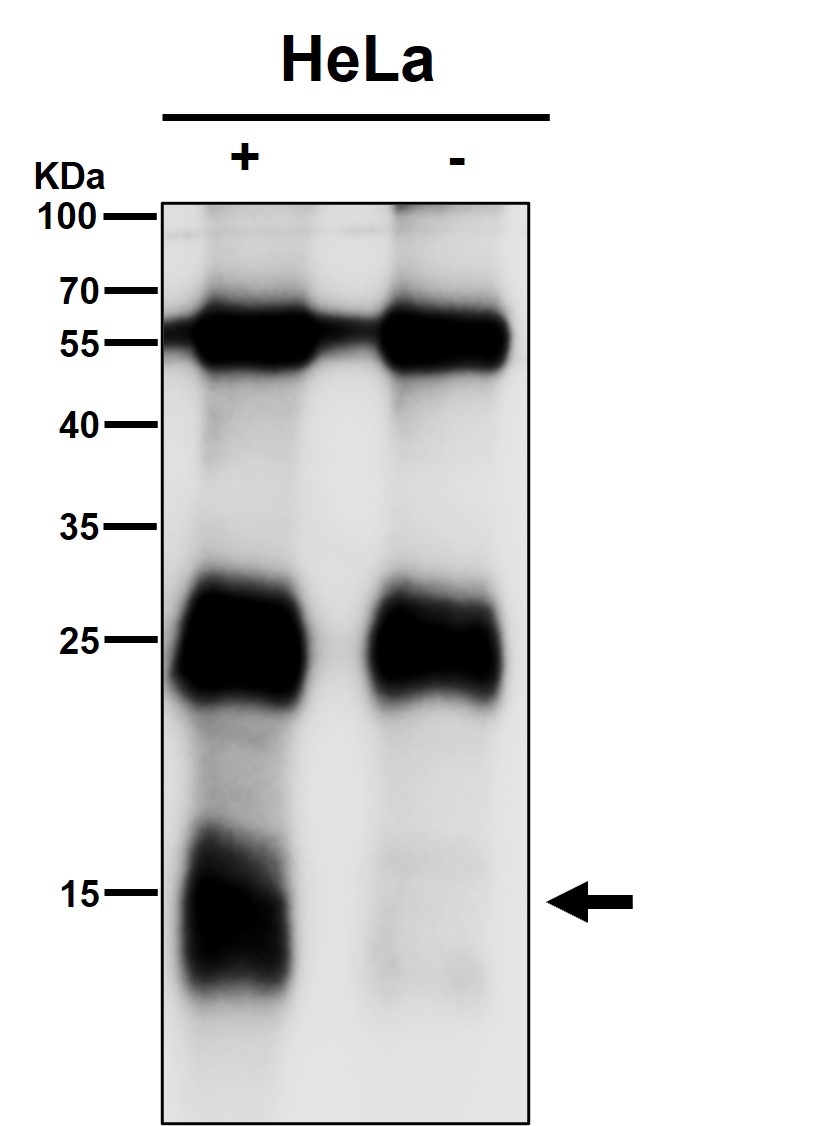 Cytochrome C Ab