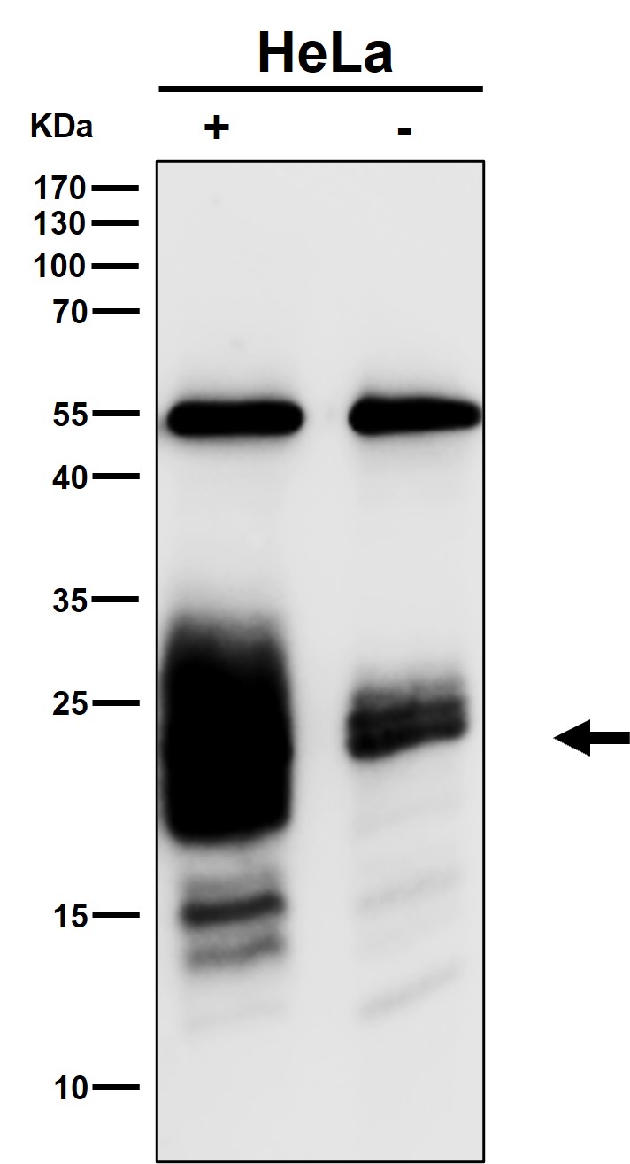 Mucin 1 Ab