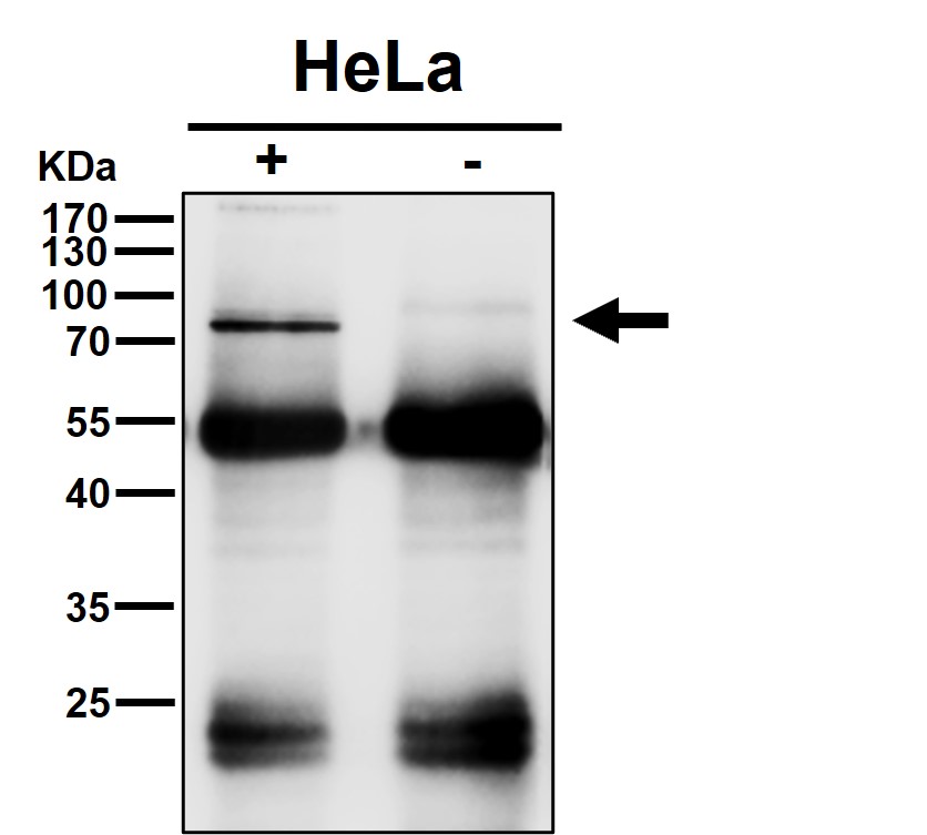 HDAC10 Ab