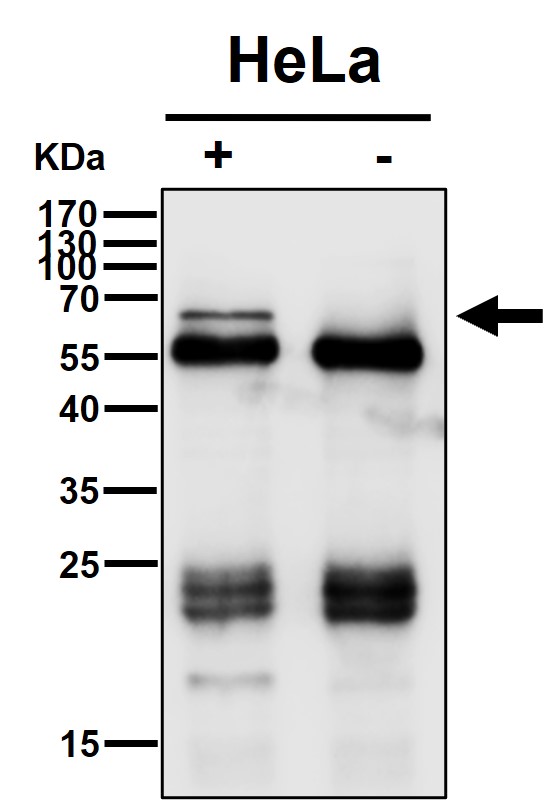 CDC25B Ab