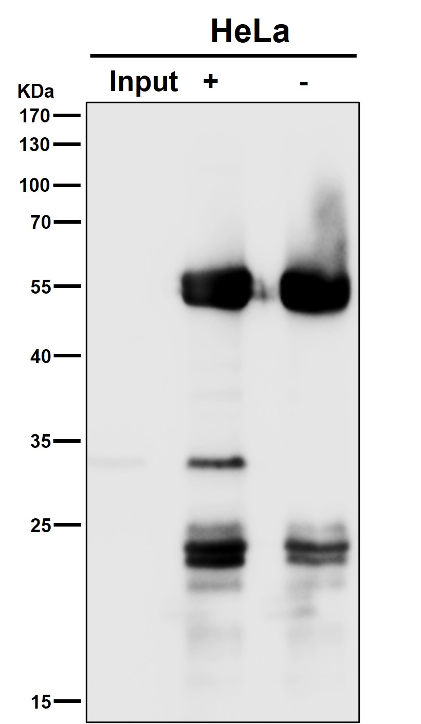 ATG10 Ab