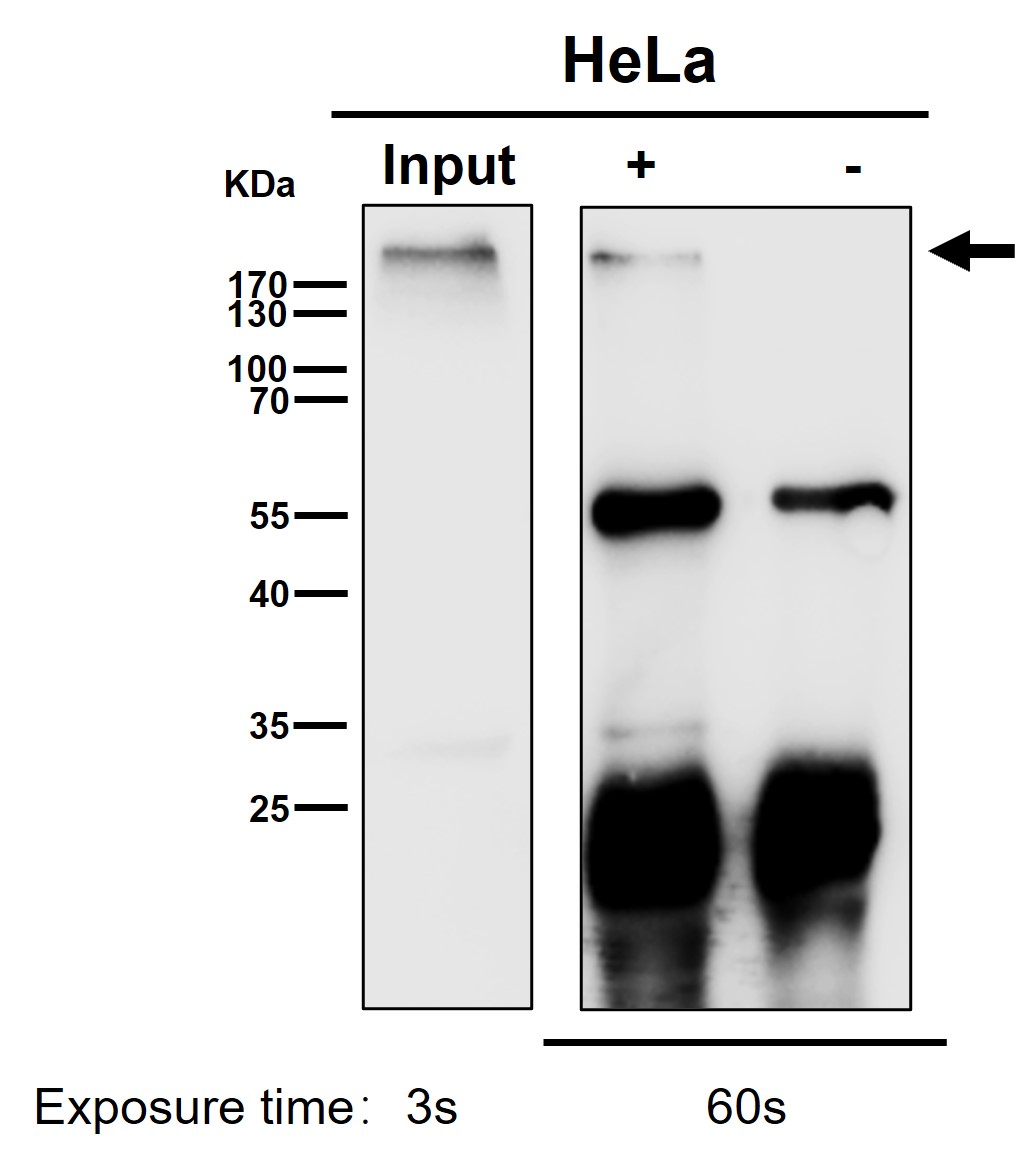 p-POLR2A (S5) Ab