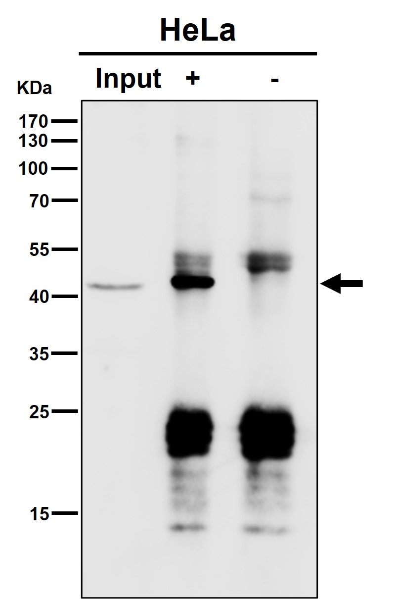 PSMC5 Ab