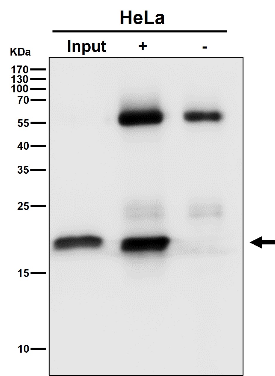 EMC4 Ab